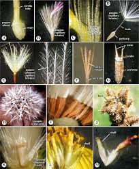 Image result for Emilia subscaposa