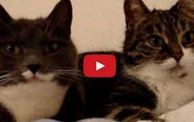 i can t believe the mouths on these two what are they saying cute cats cute animals cat talk