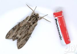 Image result for Convolvulus ocellatus