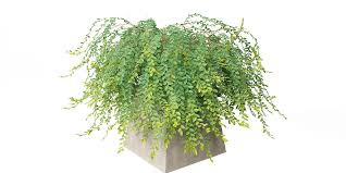 Image result for Phyllanthus boehmii