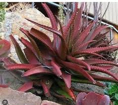 Image result for Aloe cameronii × christianii