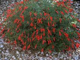 For the moment most them have been lumped together as epilobium canum. California Fuchsia Zauschneria Or Epilobium California Native Plants Plants Ground Cover Plants