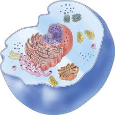 Check spelling or type a new query. Animal Cell By Kelly Yang