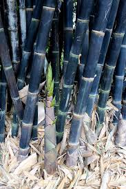 Black Bamboo Plants For Sale Ireland Gigantochloa Atroviolacea Giant Bamboo Bamboo Landscape Black Bamboo