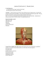 Learn about muscles anatomy getbodysmart with free interactive flashcards. Lab 12 Muscular System