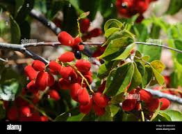 Image result for Agelaea pentagyna