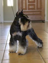 Black And Silver Miniature Schnauzer Black Silver Champion Sired Miniature Schnauzer Stud Www Chapmanschnauzers Com Schnauzer Puppy Miniature Schnauzer Miniature Schnauzer Puppies