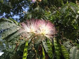 Image result for Albizia petersiana