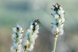 Image result for Cayratia gracilis