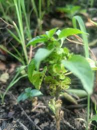 Image result for Acalypha ciliata