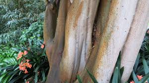 Image result for Elaeodendron croceum