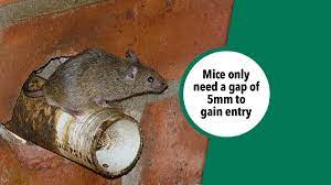 The fastest, most permanent fix, according to carrillo? Pest Advice For Controlling House Mice