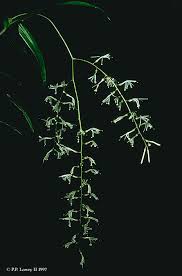 Image result for Convallariaceae