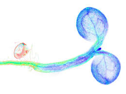 (1) this act may be called the payment of bonus act, 1965. Watching Changes In Plant Metabolism Live University Of Bonn