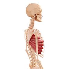 All internal organs are situated in the chest and abdomen. Human Back Musculature Details Side View Stock Photo 160289920