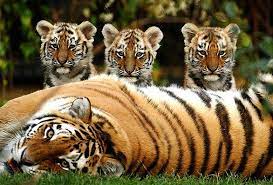 Types of tigers and lifespan tigers are in the group of big asian cats. Where Do Tigers Live