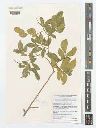 Image result for Micklethwaitia carvalhoi