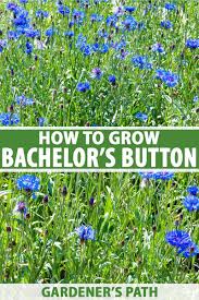 Get it as soon as tue, aug 10. How To Grow Bachelor S Button Cornflower Gardener S Path