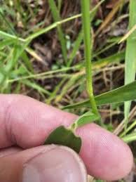 Image result for Urochloa eminii