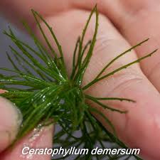 Image result for Ceratophyllaceae