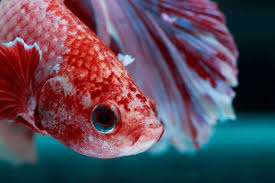 Betta Fish Cloudy Eye Causes Treatments And Preventions