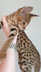 Savannah cat cat pattern impact case for iphone pet kitten feline cat lover. F1 Savannah Kittens Cats From Your Wildest Dreams