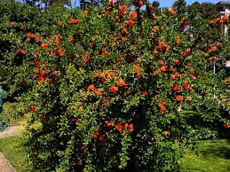 Pomegranate Tree Pomegranates Punica Granatum Is A Wonderful Fruit To Grow In Your Garden The Flavor O Desert Plants Growing Tree California Native Plants