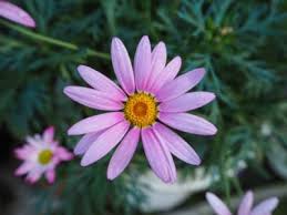 Our experienced staff can assist you in making just the right choice to express your thoughts through flowers or any of the other products we offer. Care Of Marguerite Daisies Info On Marguerite Daisy Growing Conditions