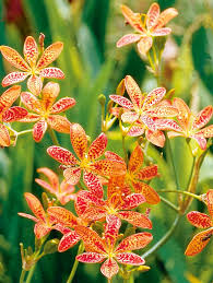 Check out our blackberry lily bulb selection for the very best in unique or custom, handmade pieces from our shops. Belamcanda Chinensis Blackberry Lily Degroot