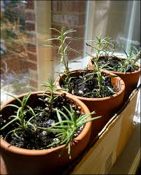 Image result for rosemary container