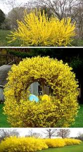 Yellow Bells Forsythia Forsythia Intermedia Lynwood Gold 1 Gallon Forsythia Yellow Bells Shrubs Shrubs Buy Plants Buy Plants Online