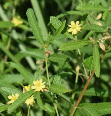 Image result for Corchorus schimperi