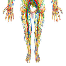 You only need a squat to address all the major muscle groups and perhaps an interval with something athletic such as sprinting or. Lower Body Anatomy Photograph By Pixologicstudio Science Photo Library