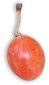 Image result for Manilkara kauki