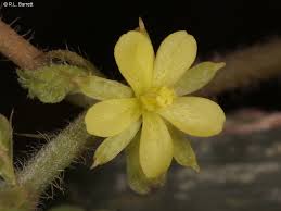 Image result for Corchorus confusus