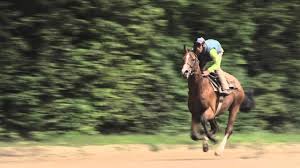 Sometimes shows are limited exclusively to jumpers, sometimes jumper classes are. Metiers Cavalier D Entrainement Et Jockey Ecole Des Courses Hippiques Afasec Youtube