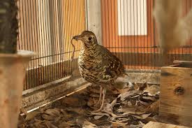 Image result for トラツグミ