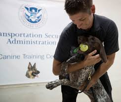 Check spelling or type a new query. Tsa Wants More Floppy Eared Dogs Says Pointy Ears Look Ominous