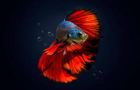 A clean aquarium equates to a happy betta. Know If A Betta Fish Is Happy With These 7 Signs Lovetoknow
