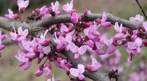 These redbud trees are drought tolerant and adaptable to a variety of soils. Types Of Redbud Trees Eastern Western Chinese Pictures