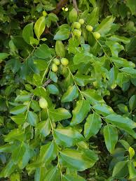 Myrtle beach qualified for zone 9b almost the last two. Please Help Me Identify This Tree I M In Zone 9b Fruit Just Set And Is The Size Of An Olive Gardening