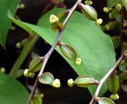 Image result for Dioscorea alata