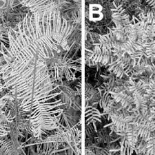 Image result for Gleichenia elongata