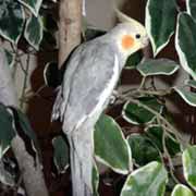 This herb is rich in vitamins and minerals and we add it in many dishes due to its taste but is it safe for cats? Safe And Toxic Plants For Pet Birds List Poisonous And Toxic Plants For Pet Birds Safe Herbs For Pet Birds Safe Flowers For Pet Birds Safe Garden Plants For Pet Birds Safe