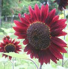 Oleh mas ale diposting pada 9 mei 2021. Benih Bunga Matahari Merah Atau Sunflower Red Velvet Import Isi 25 Butir Free Ongkir Se Indonesia Benih Tanaman Berkebun Hobi Koleksi Bukalapak Com Inkuiri Com