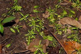 Image result for Cleistanthus schlechteri