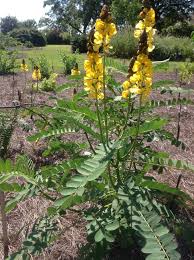 Image result for Cassia thyrsoidea
