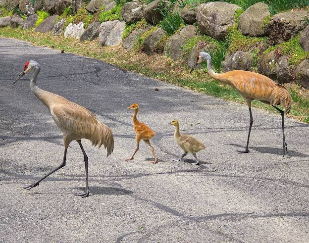 A 'beautifully blended family': Sandhill cranes take goose under their wing  - Wausau Pilot & Review