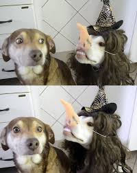 Halloween Worklad Lad Banter Funny Lad Pics Funny Animal Pictures Cute Funny Animals Cute Animals