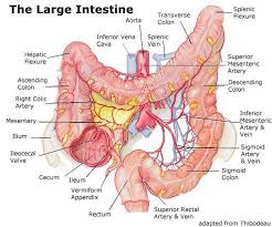 Inside The Small Intestine Nutrition In Human Beings Large Intestine Intestines Anatomy Large Bowel